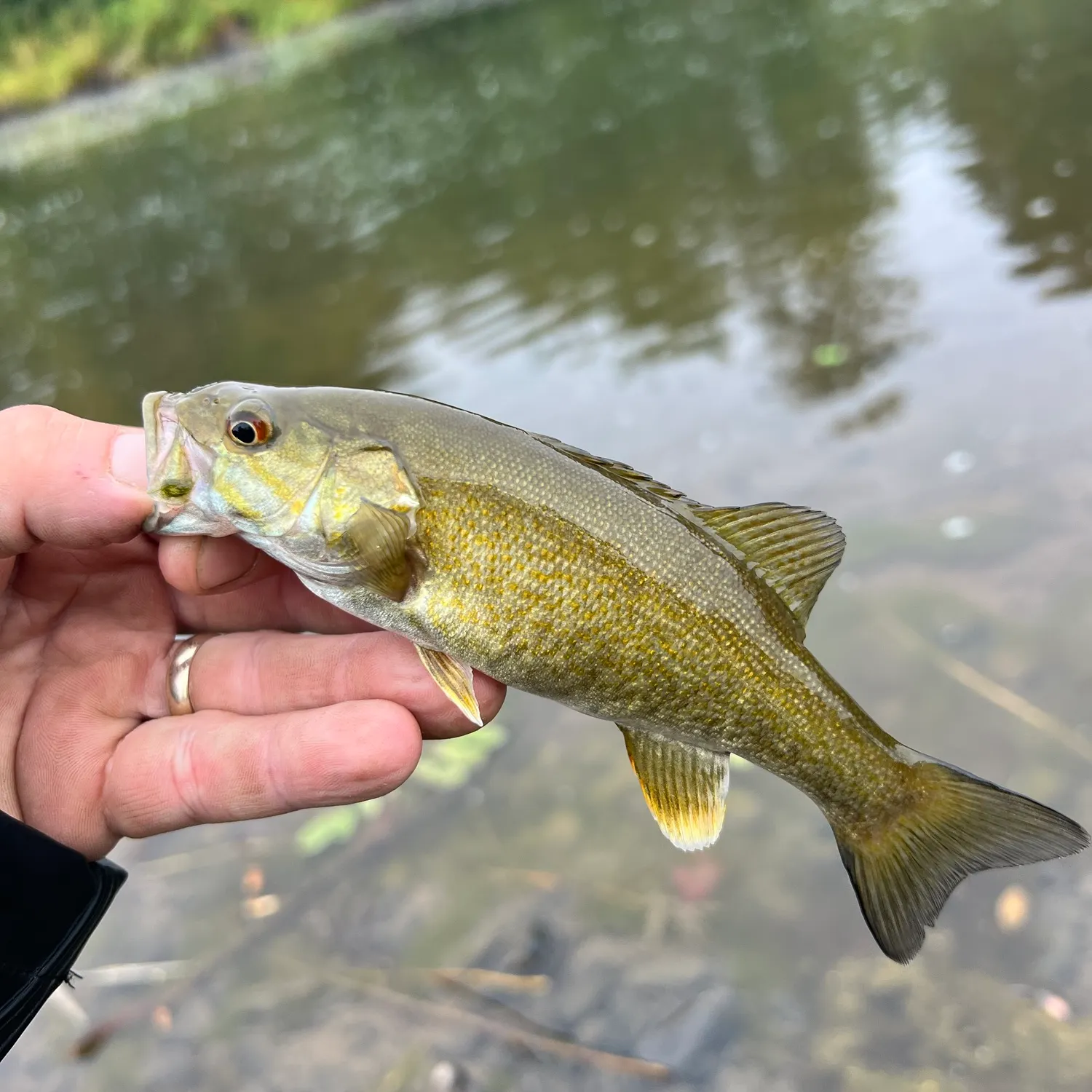 Smallmouth bass caught on Fishbrain