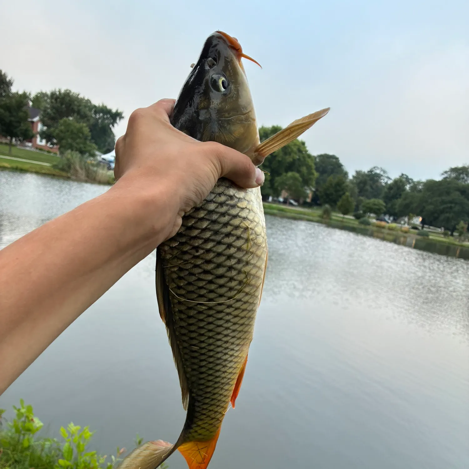 Common carp caught on Fishbrain