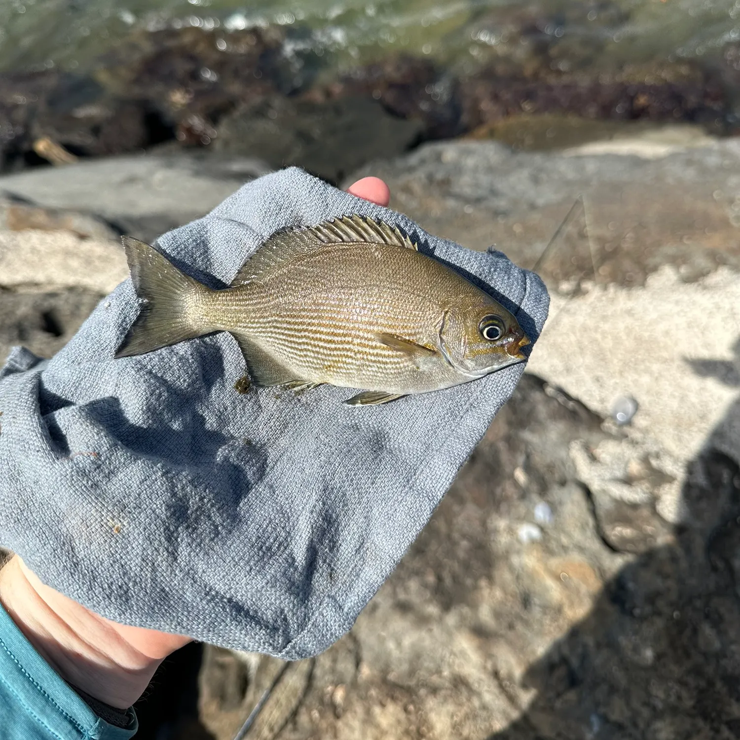 The most recent Brassy chub catches on Fishbrain