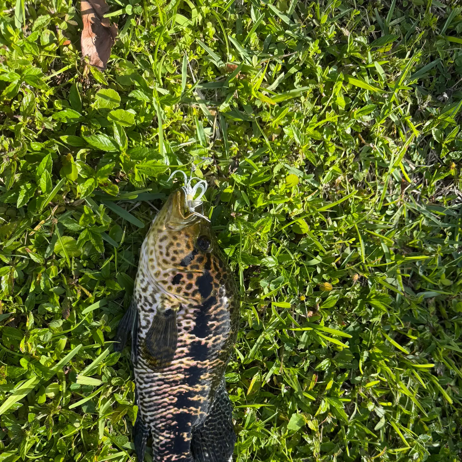 The most recent Jaguar cichlid catches on Fishbrain