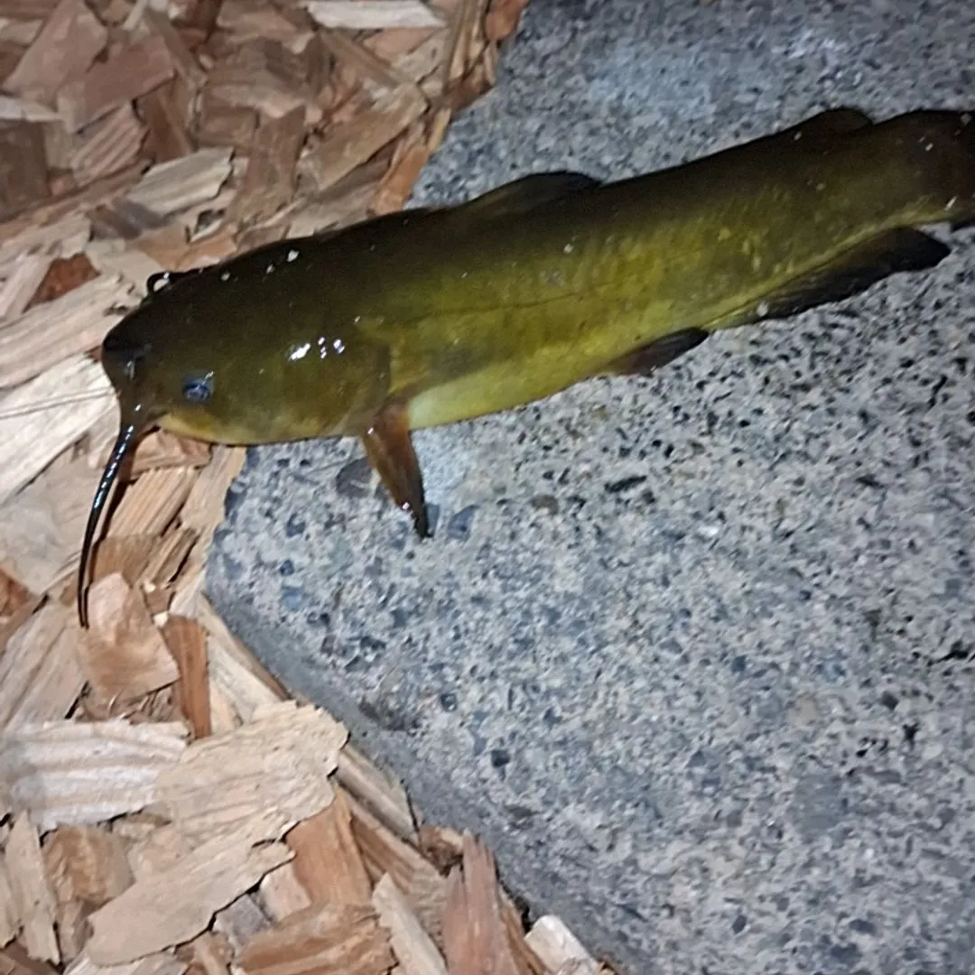 Yellow bullhead caught on Fishbrain