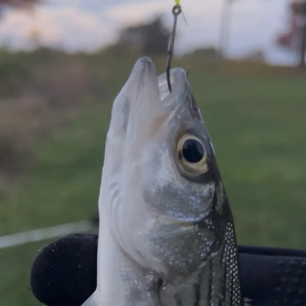 Wiper caught on Fishbrain