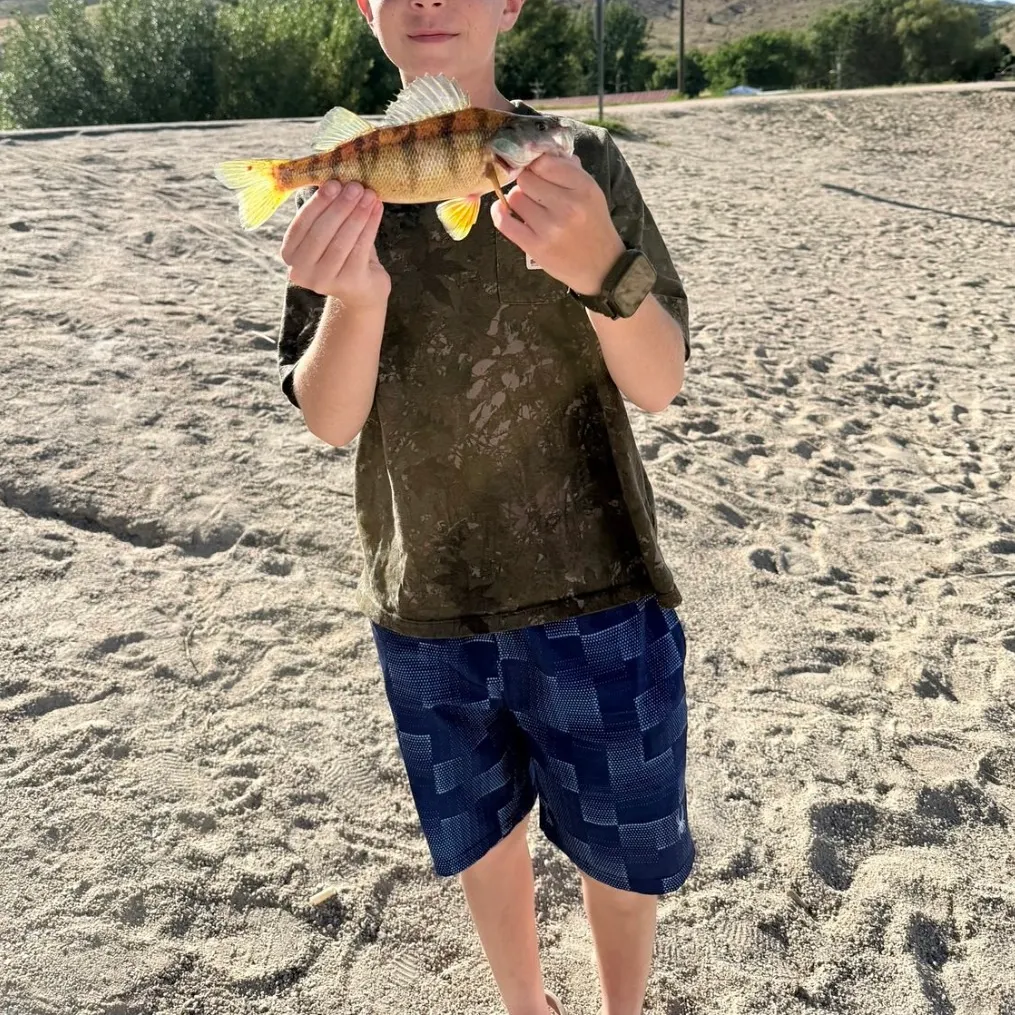 Yellow perch caught on Fishbrain
