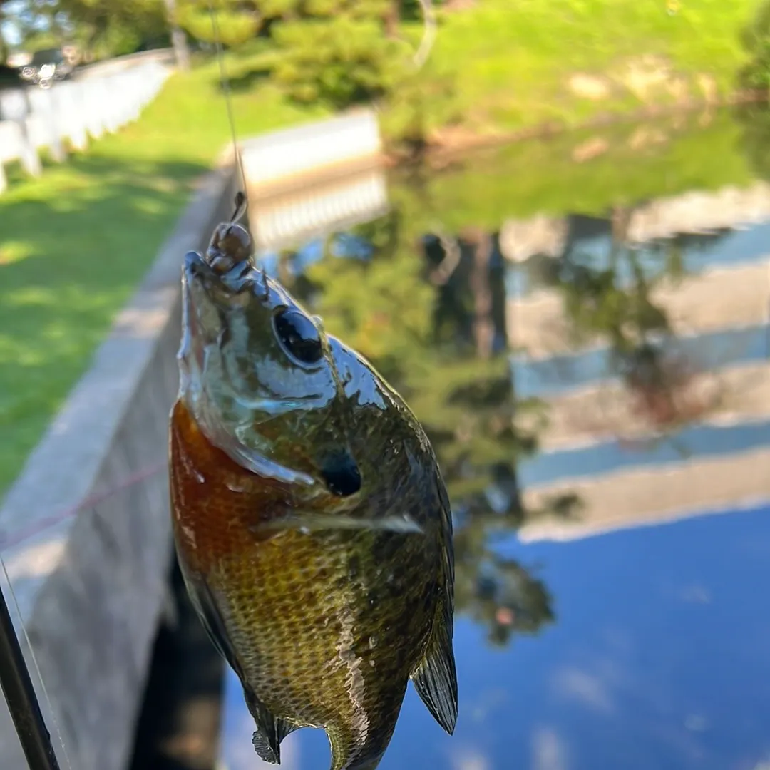 Bluegill caught on Fishbrain