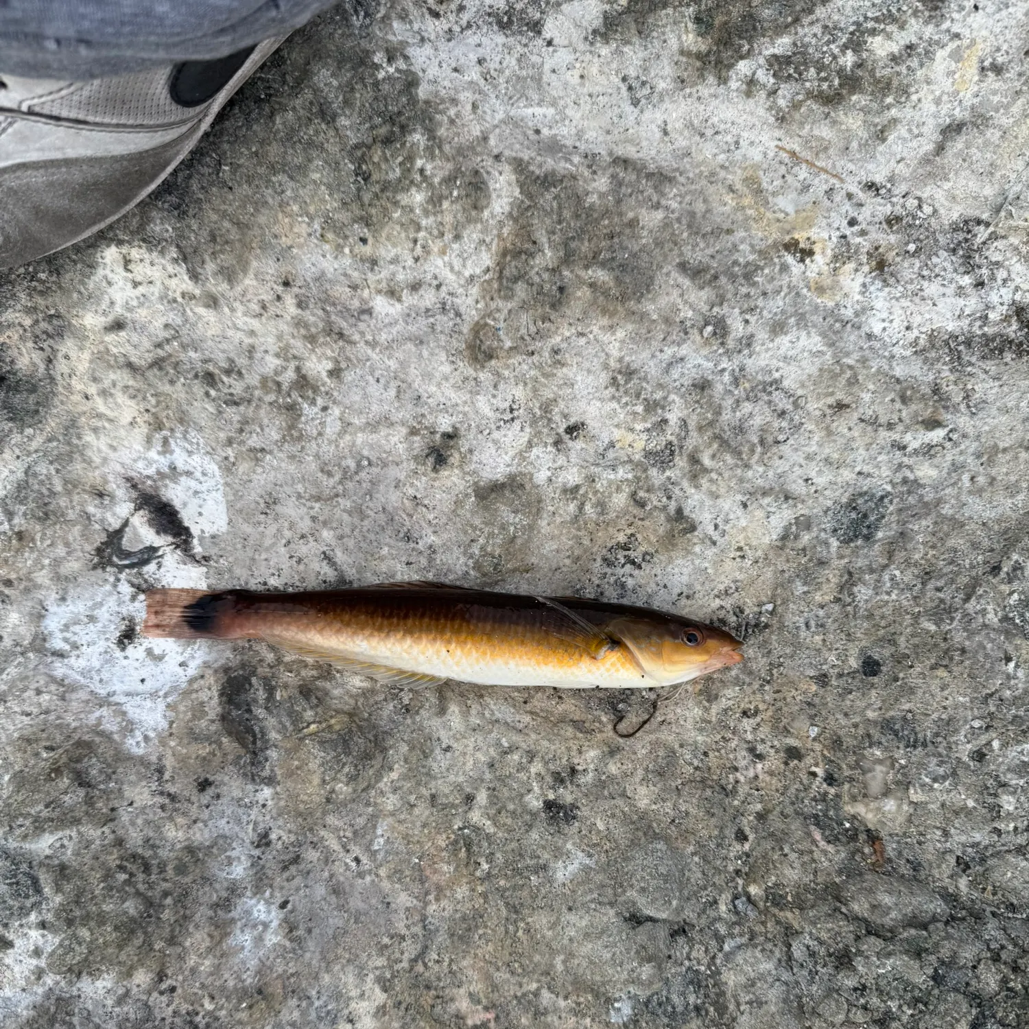 The most recent Slippery dick wrasse catches on Fishbrain