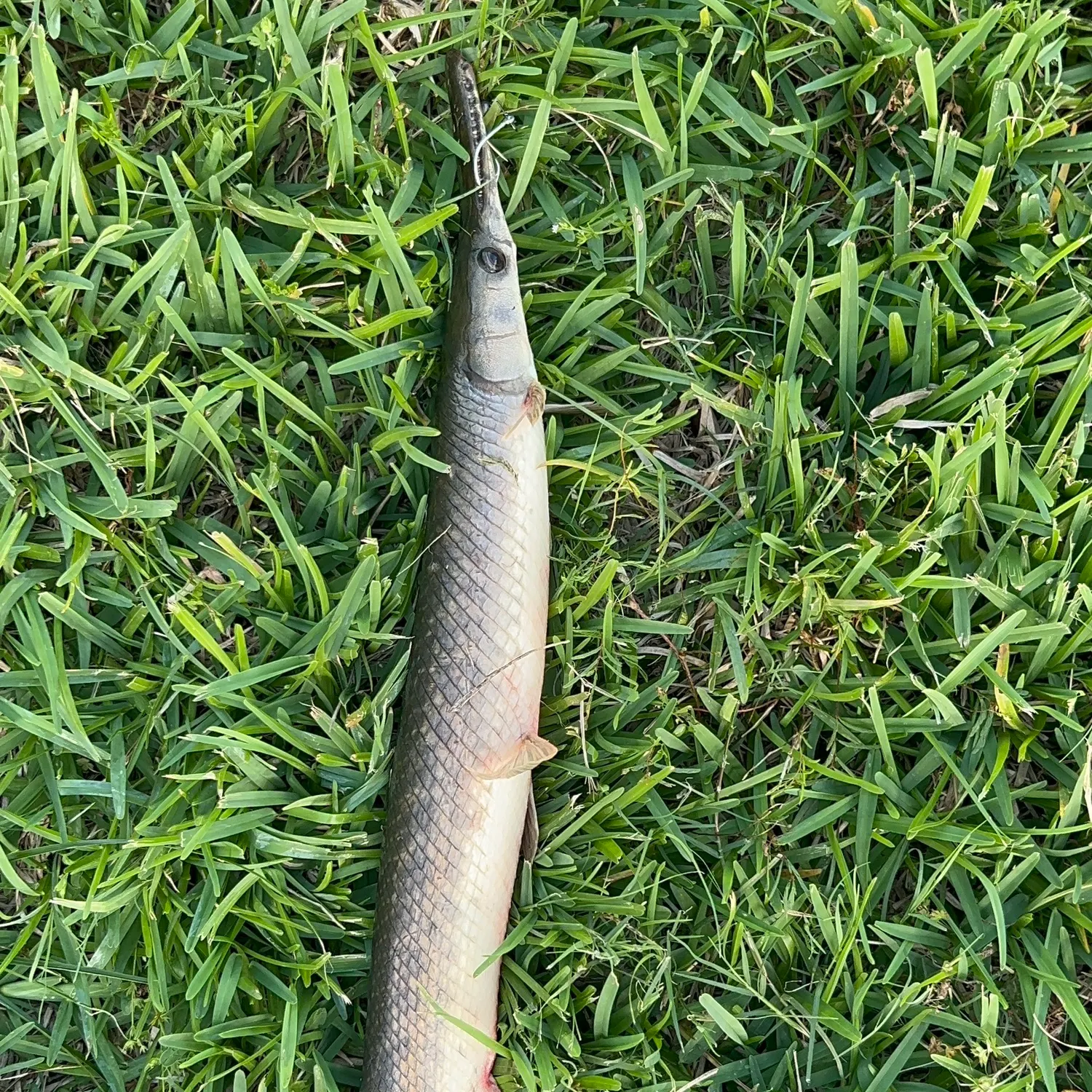 The most recent Shortnose gar catches on Fishbrain
