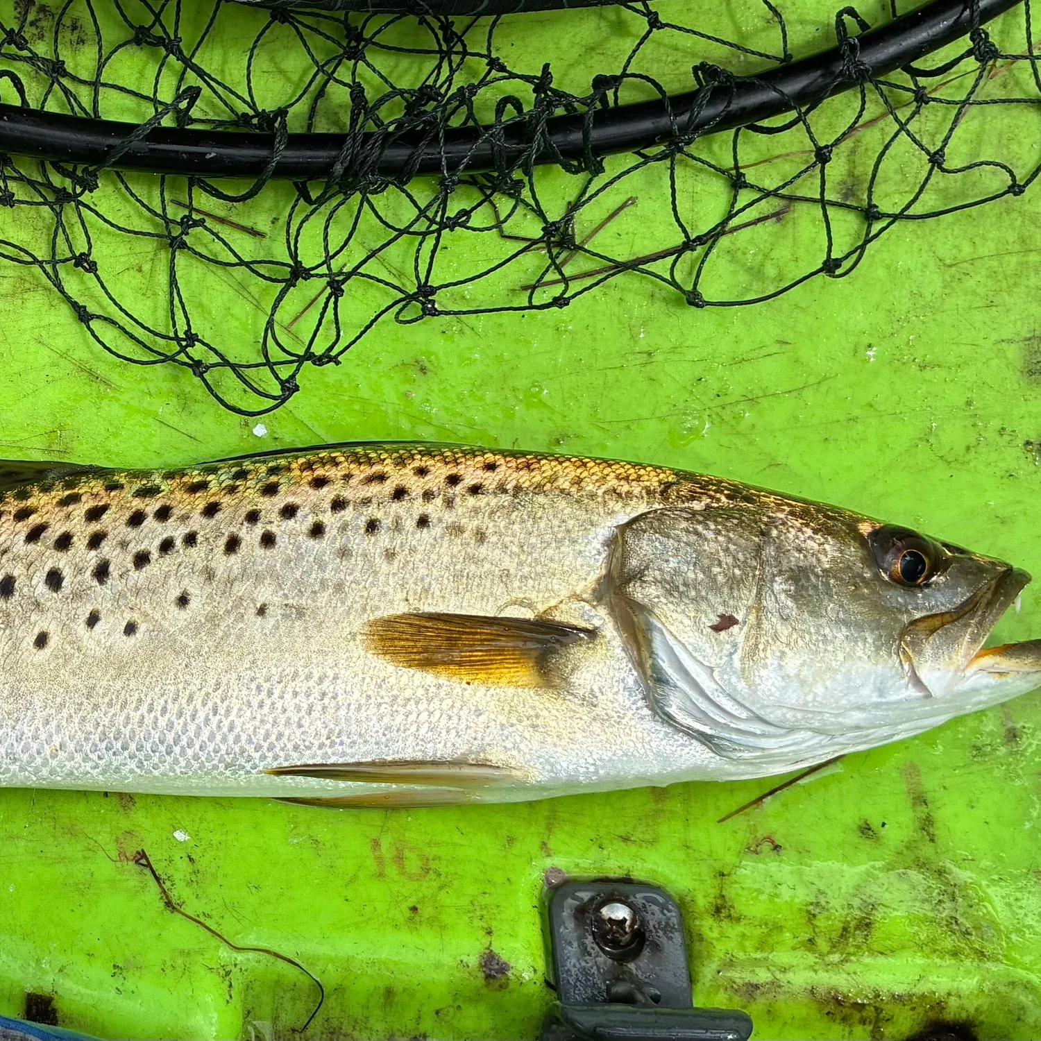 Spotted seatrout caught on Fishbrain