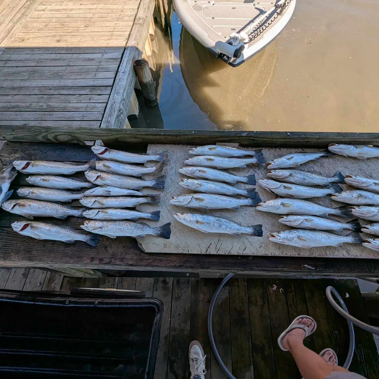 recently logged catches