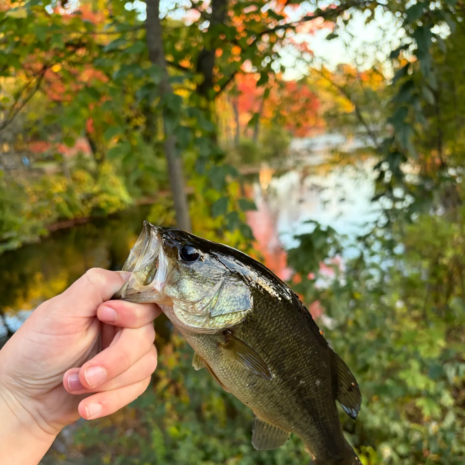 Largemouth bass caught on Fishbrain