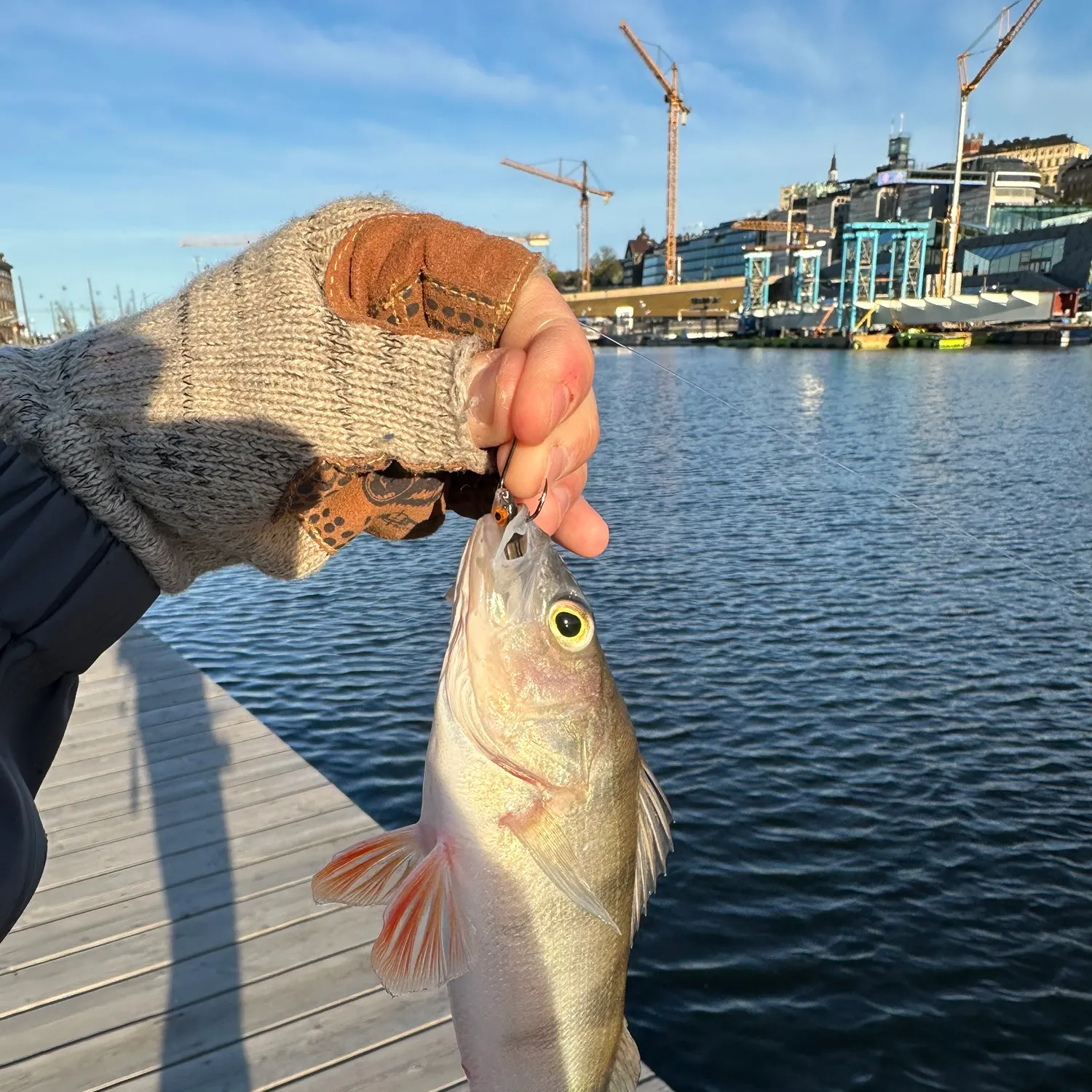 The most recent European perch catches on Fishbrain