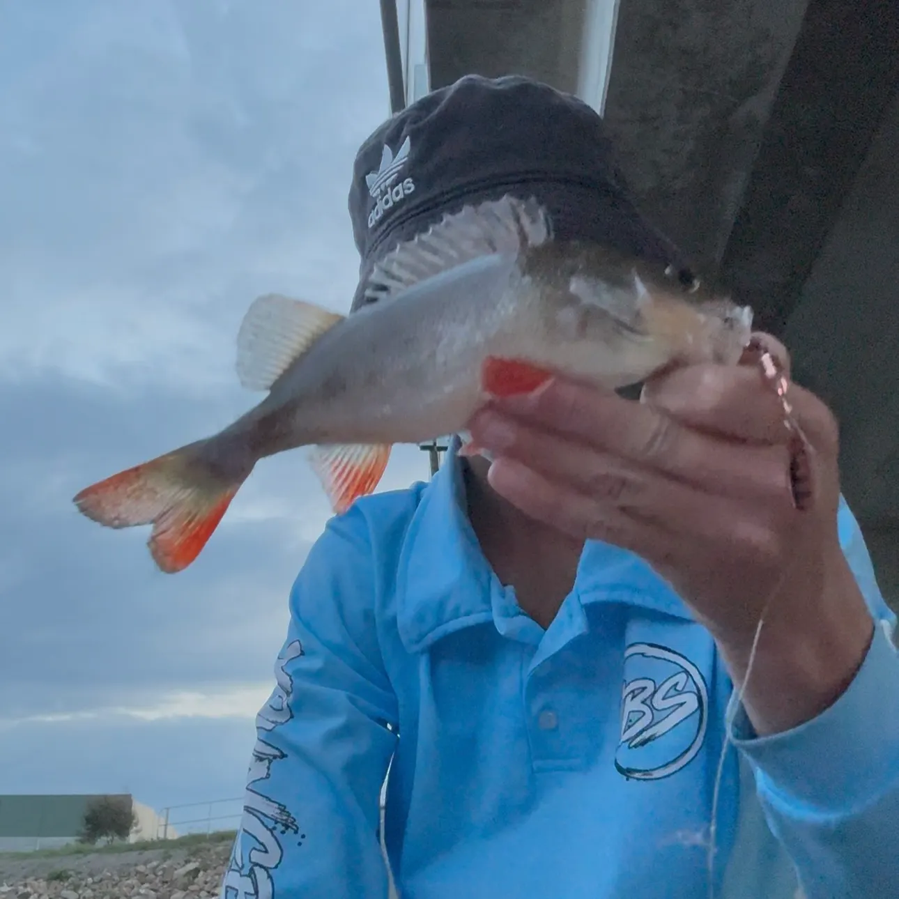 European perch caught on Fishbrain