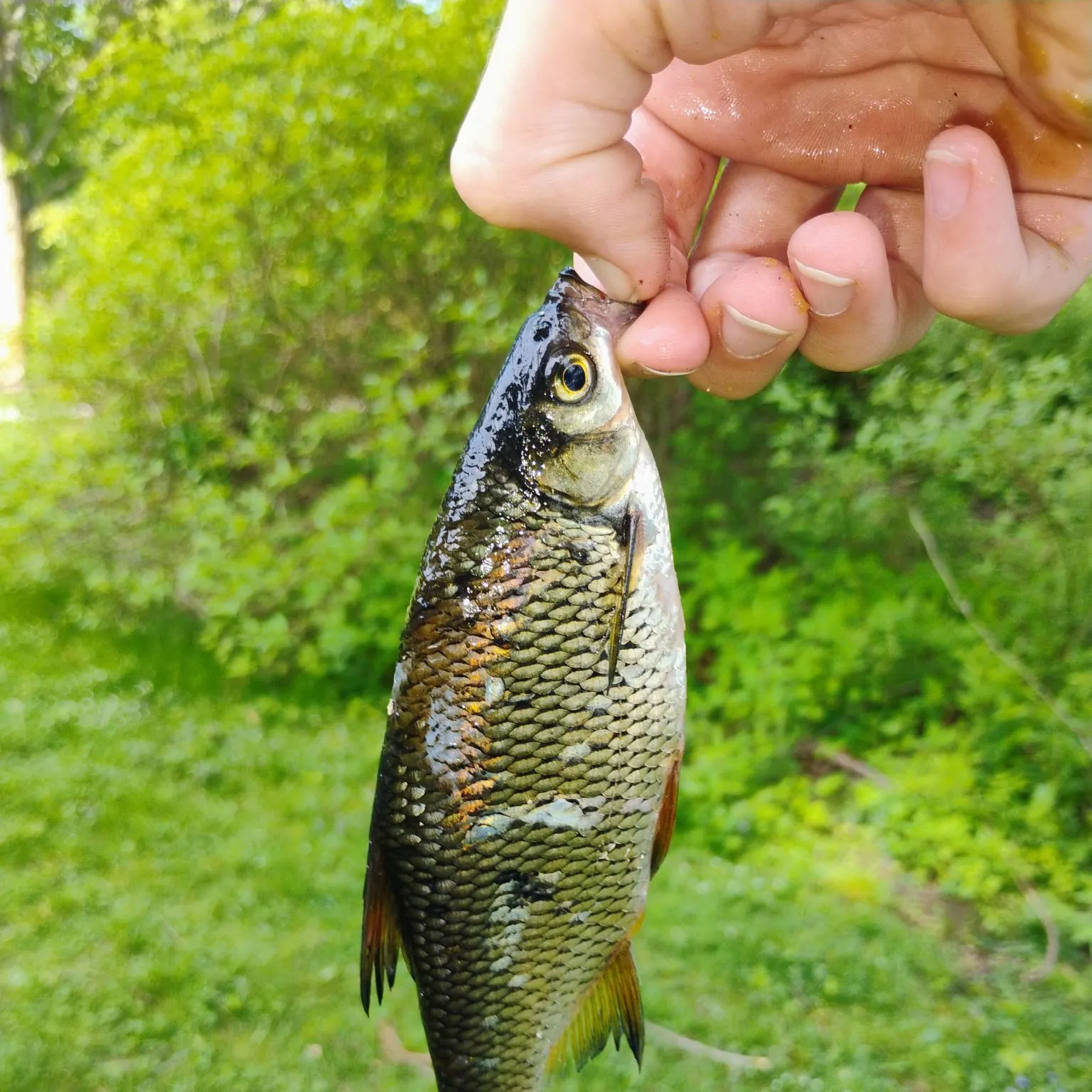 catch