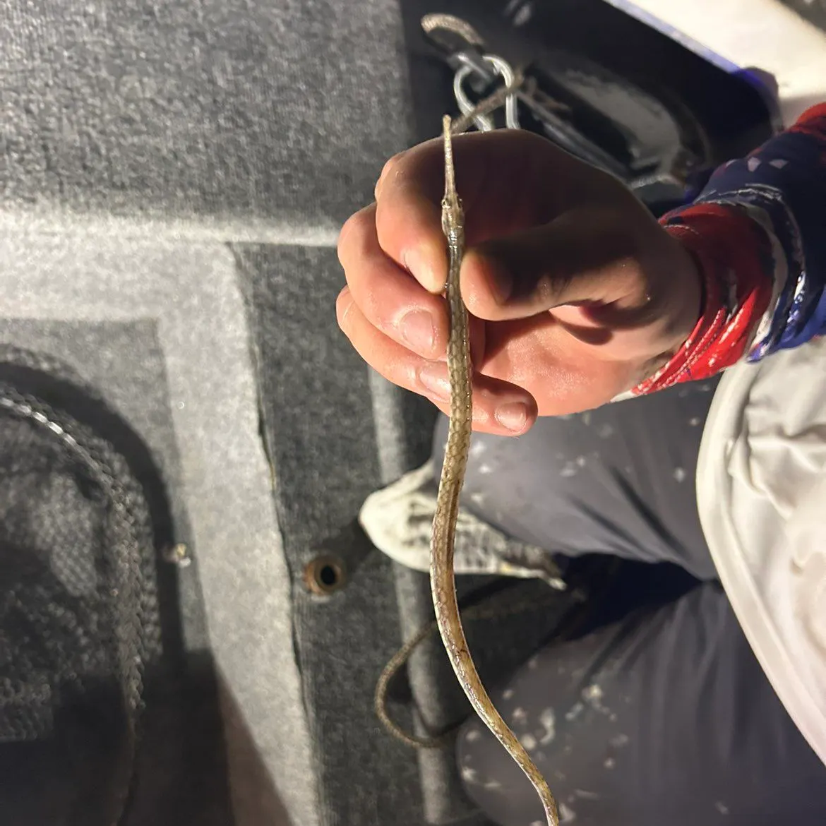 The most recent Bellybarred pipefish catches on Fishbrain