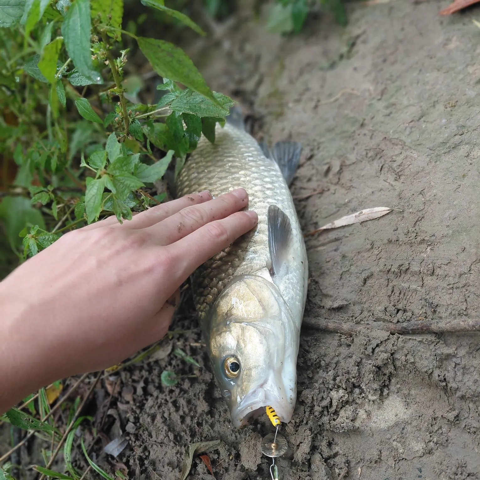European chub caught on Fishbrain