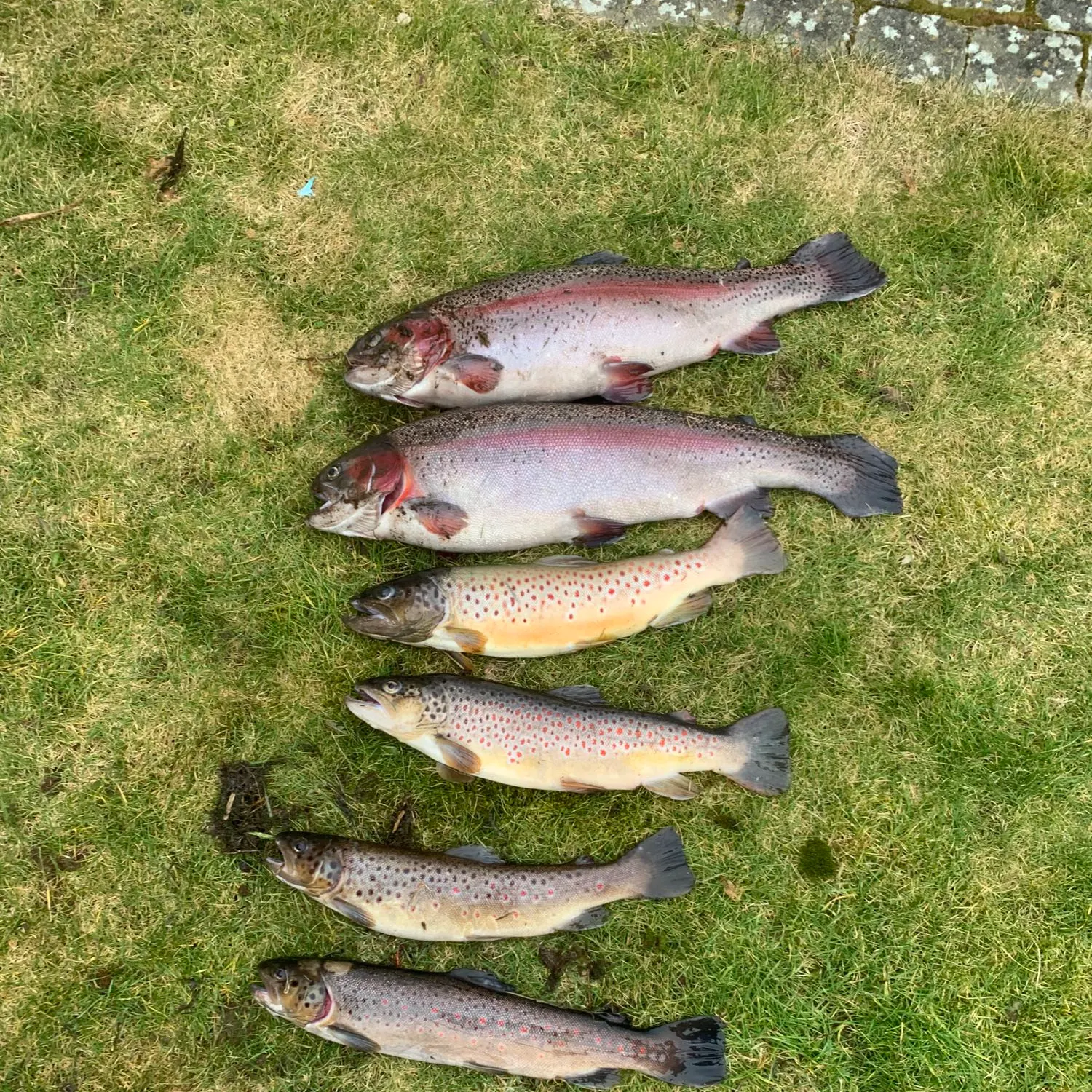 recently logged catches