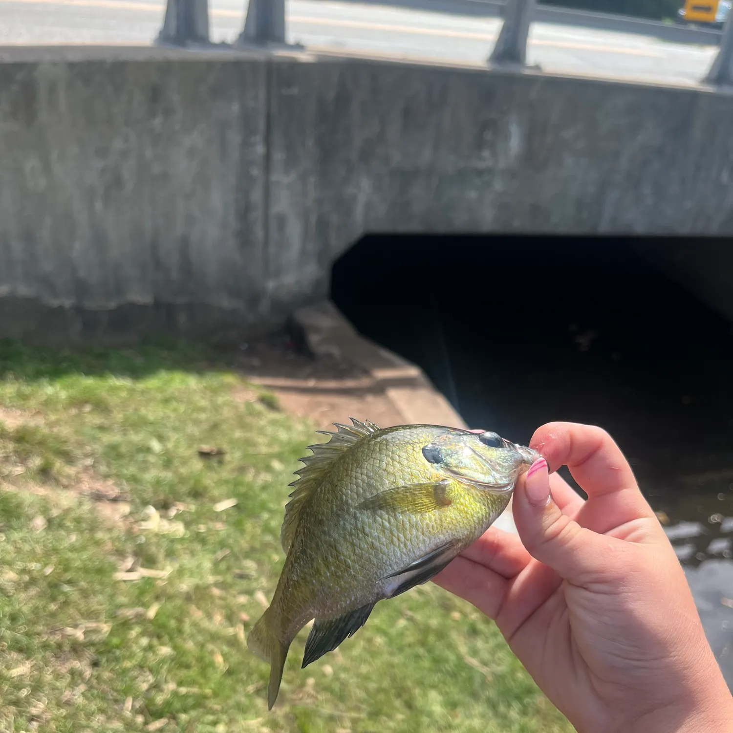 Bluegill caught on Fishbrain