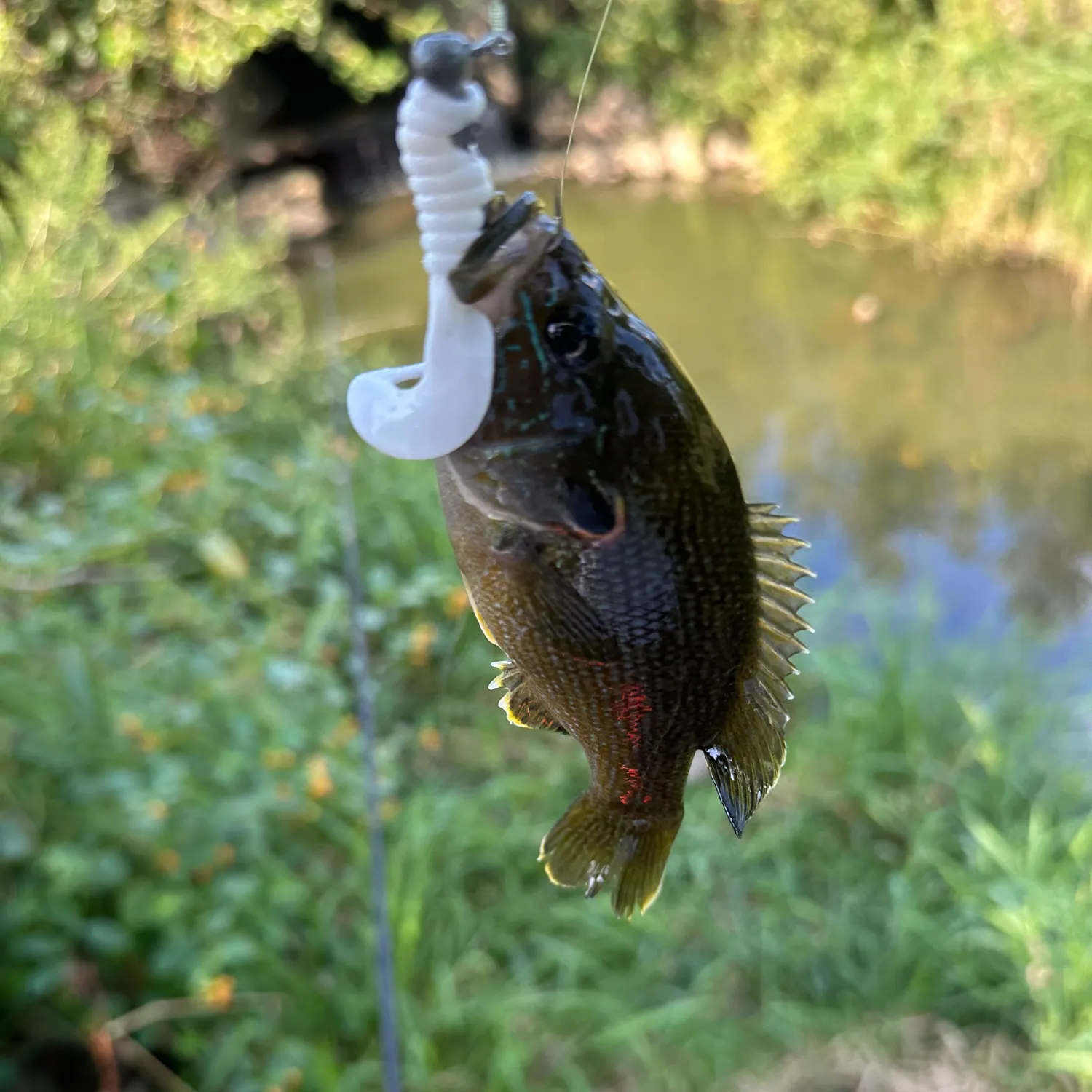 Green sunfish caught on Fishbrain