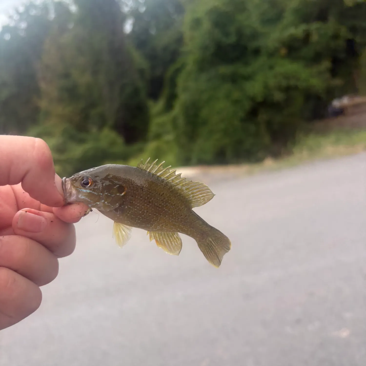 Green sunfish caught on Fishbrain