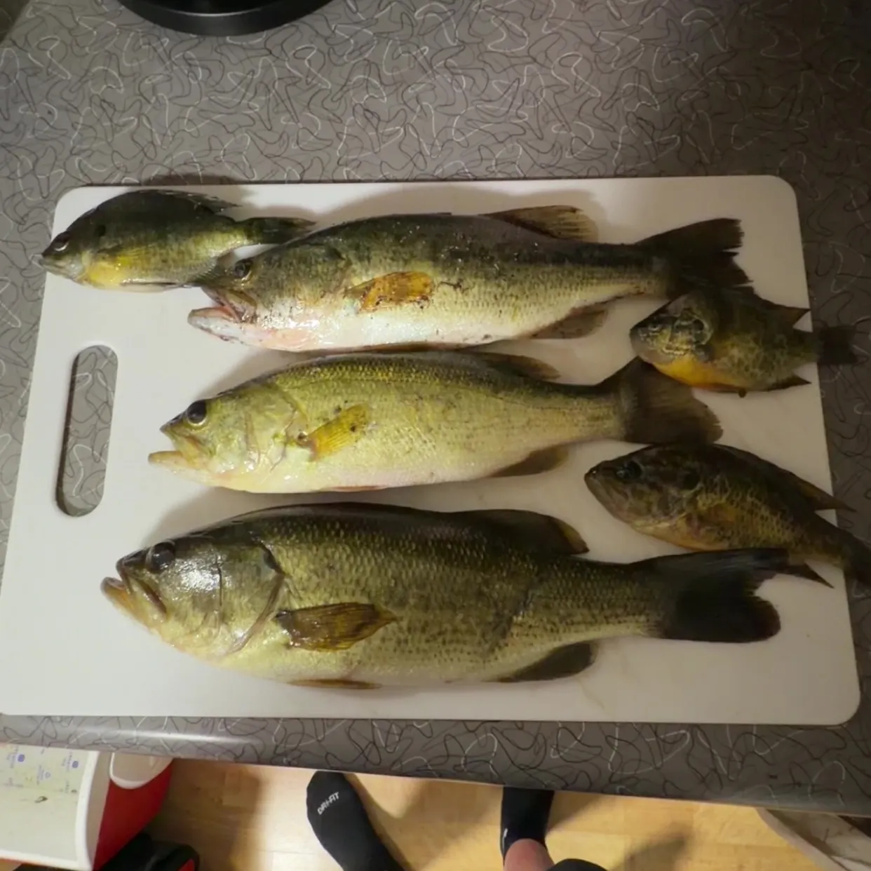 recently logged catches