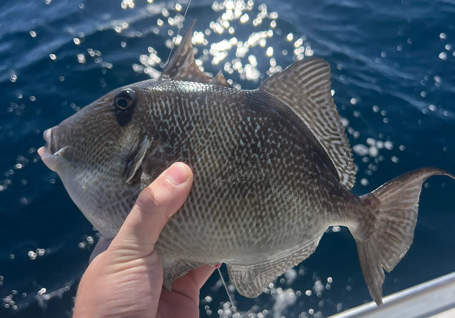 Grey triggerfish