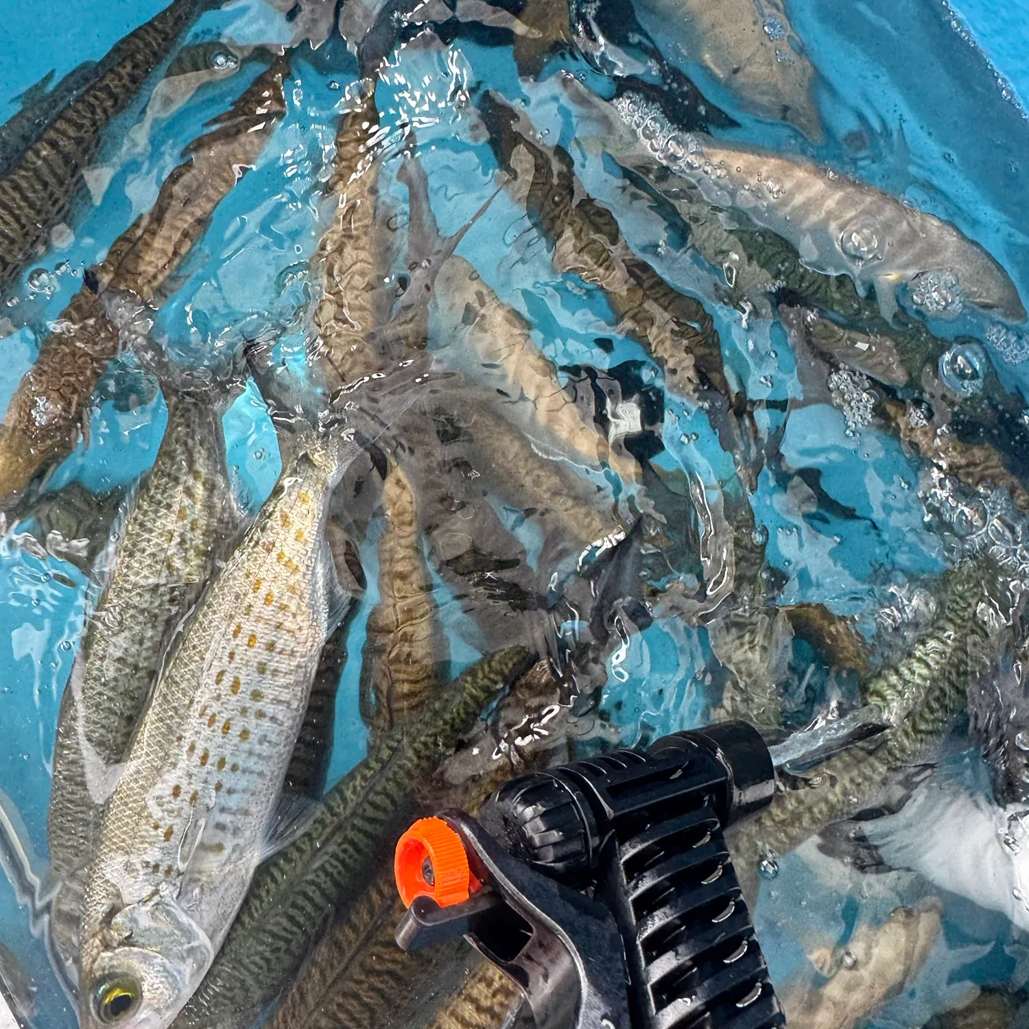 The most recent Australian ruff catches on Fishbrain