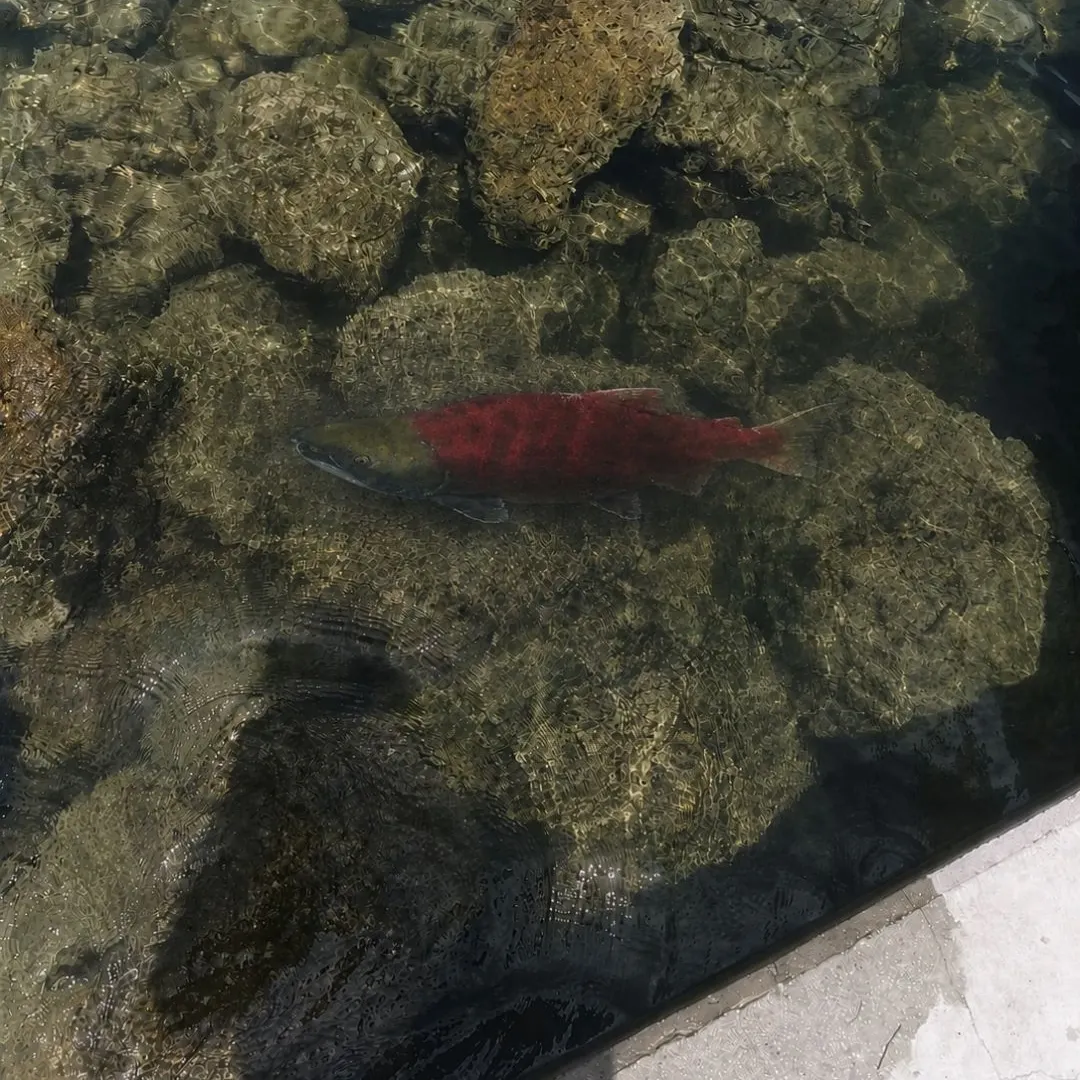 The most recent Sockeye salmon catches on Fishbrain