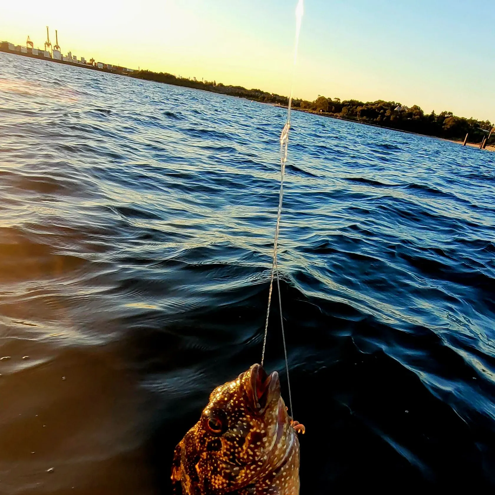 The most recent False scorpionfish catches on Fishbrain