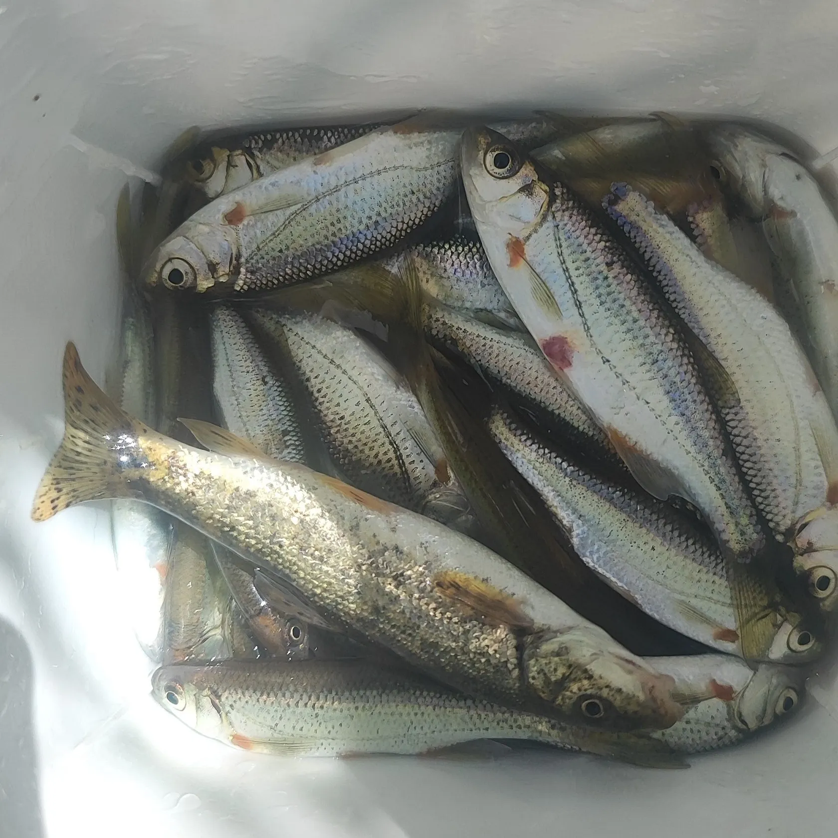 The most recent Vairone catches on Fishbrain
