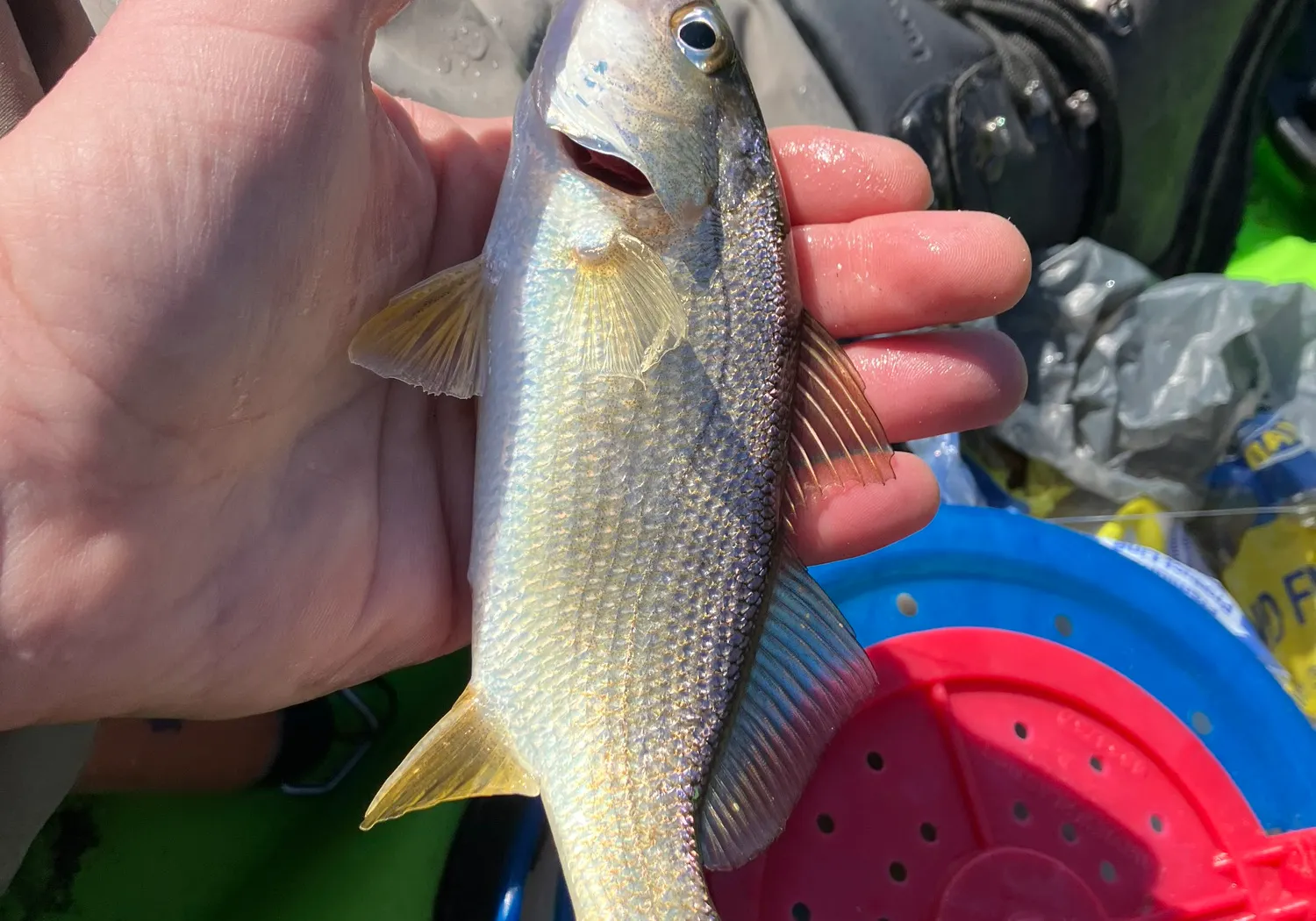 Silver perch