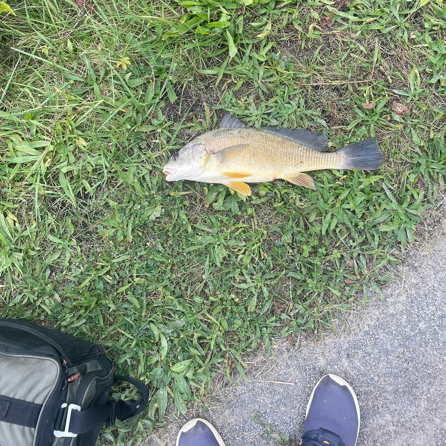 Freshwater drum caught on Fishbrain
