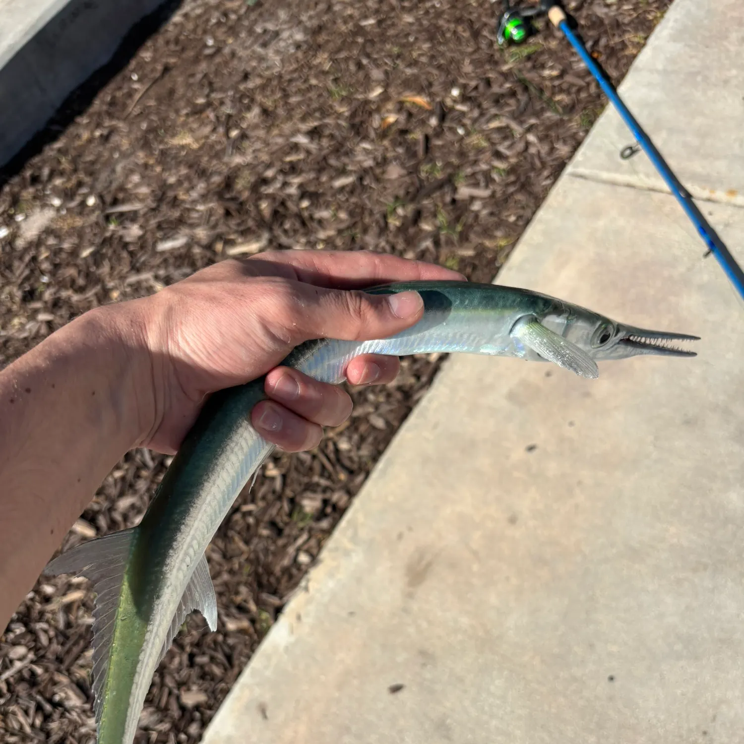 The most popular recent Hound needlefish catch on Fishbrain