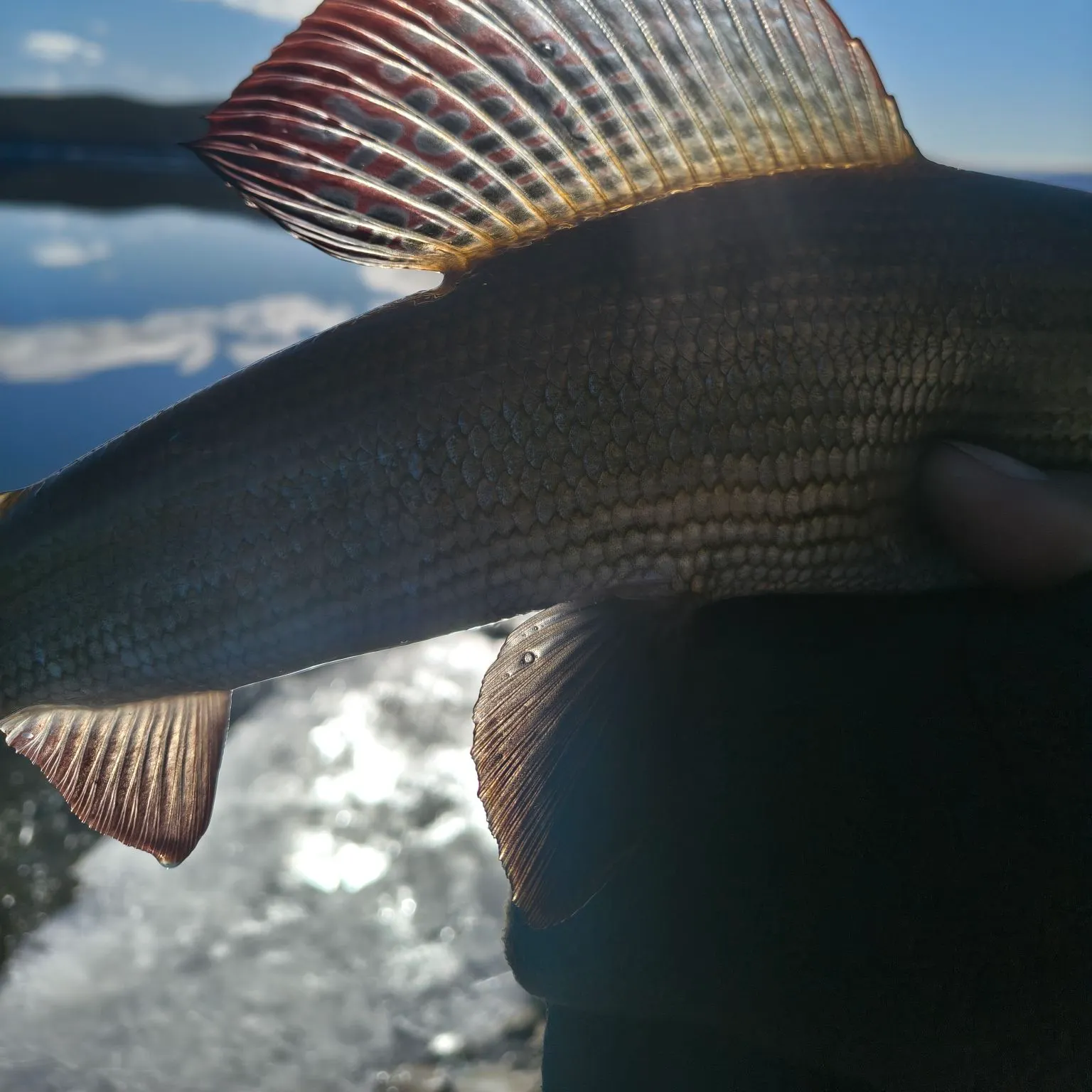 The most recent European grayling catches on Fishbrain