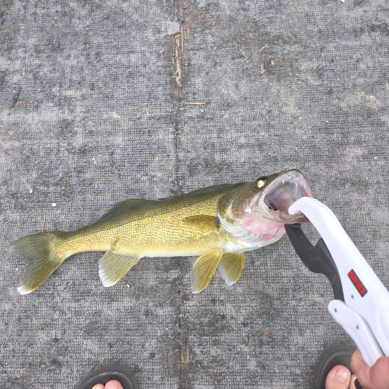 recently logged catches