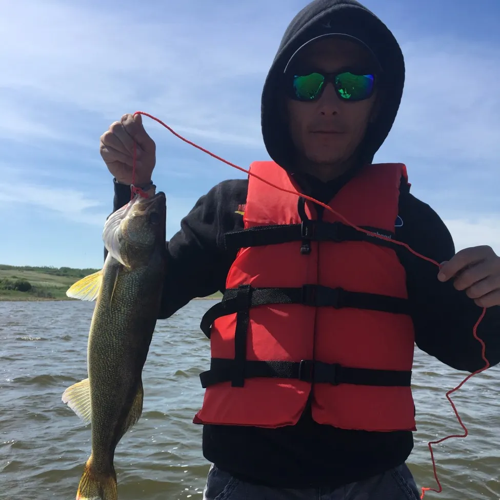 Walleye caught on Fishbrain