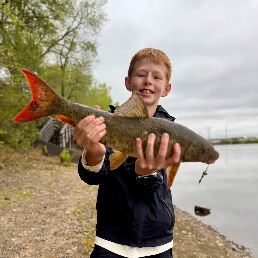 The most recent Robust redhorse catches on Fishbrain
