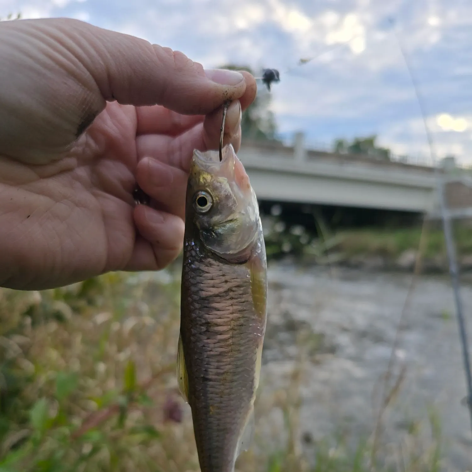 Striped shiner caught on Fishbrain