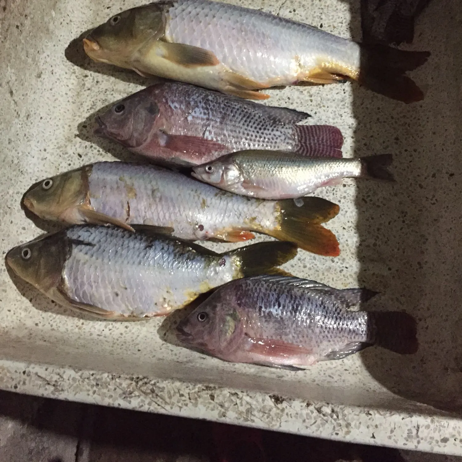 recently logged catches
