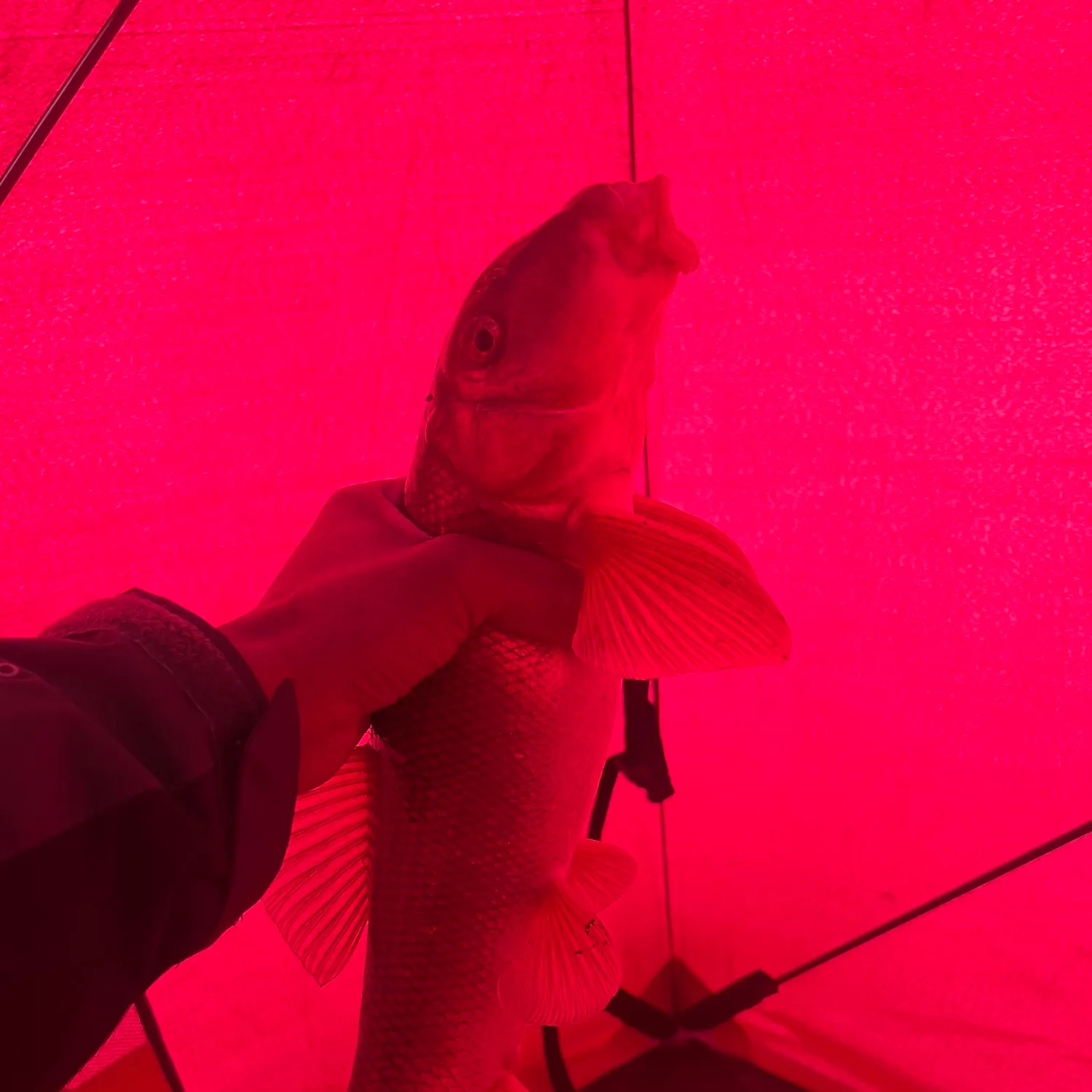 The most recent Silver redhorse catches on Fishbrain