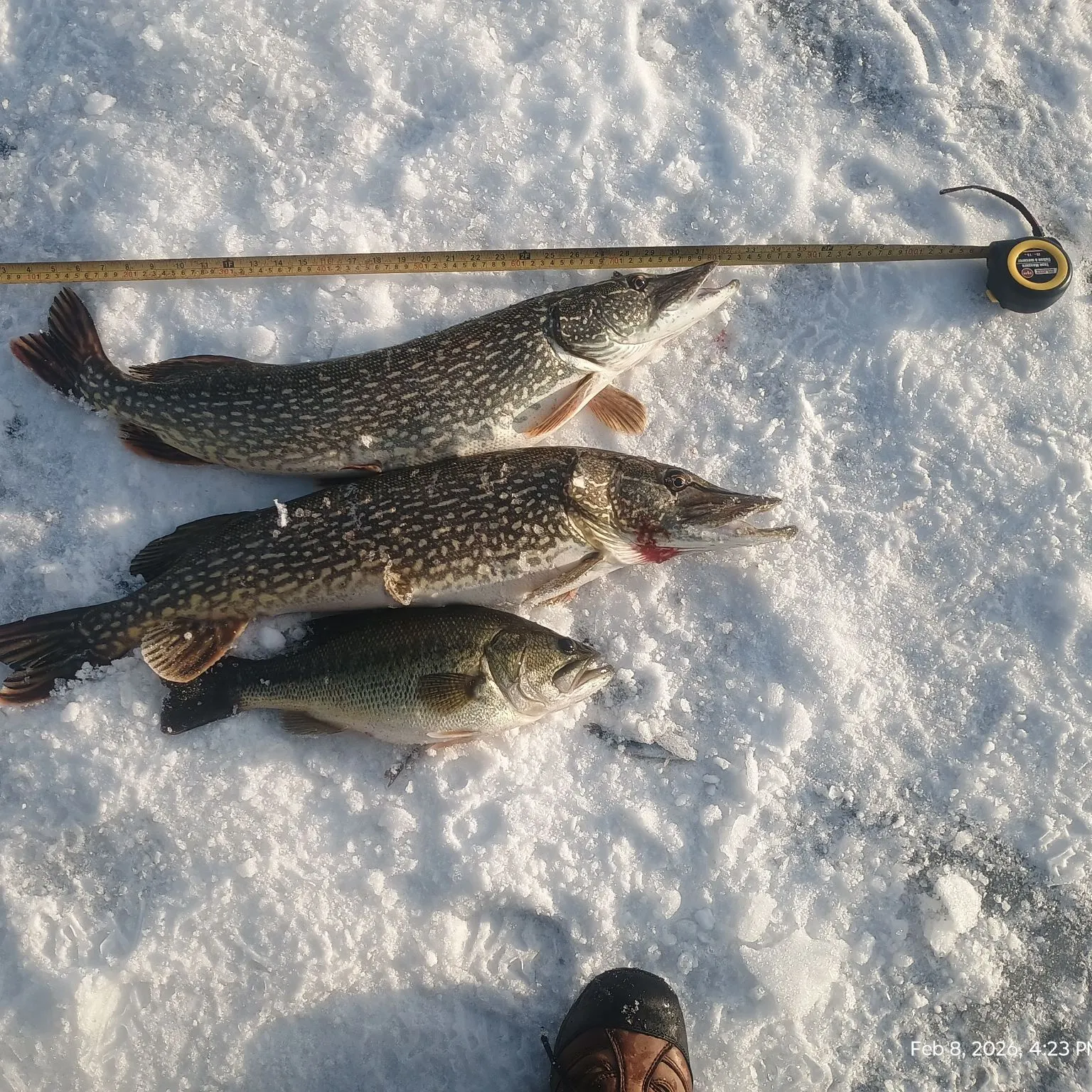 recently logged catches