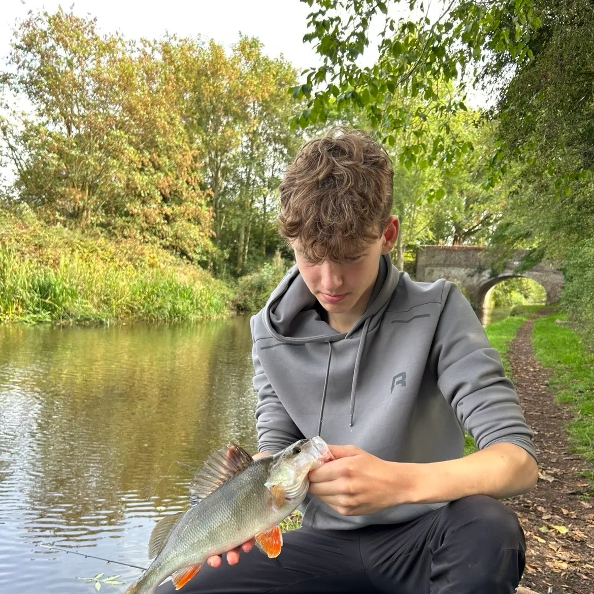 European perch caught on Fishbrain
