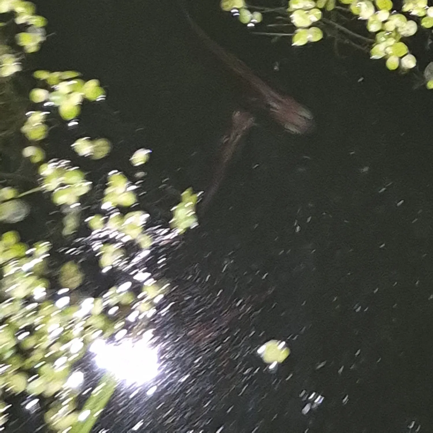 The most recent Eastern mosquitofish catches on Fishbrain