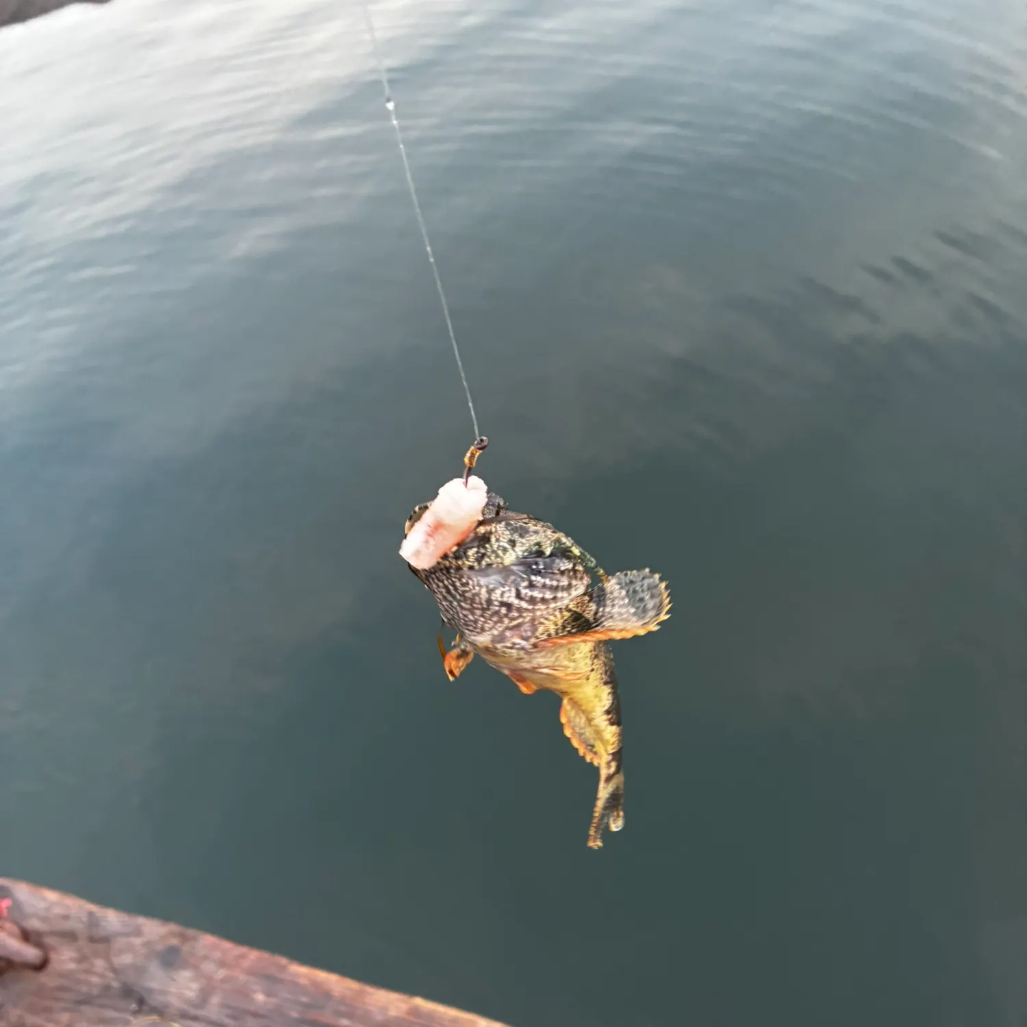 Great sculpin caught on Fishbrain