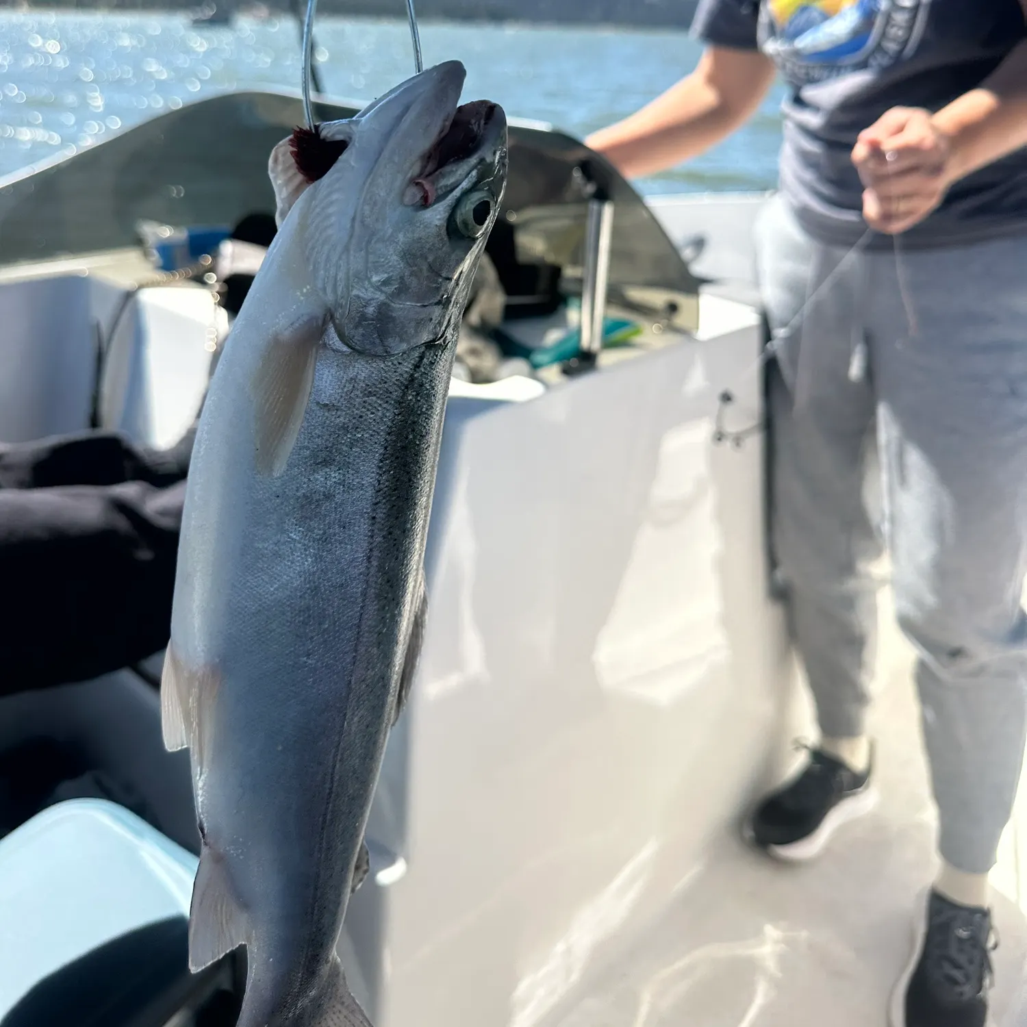Rainbow trout caught on Fishbrain