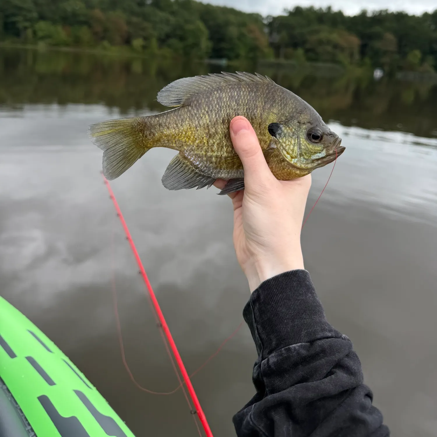 Bluegill caught on Fishbrain