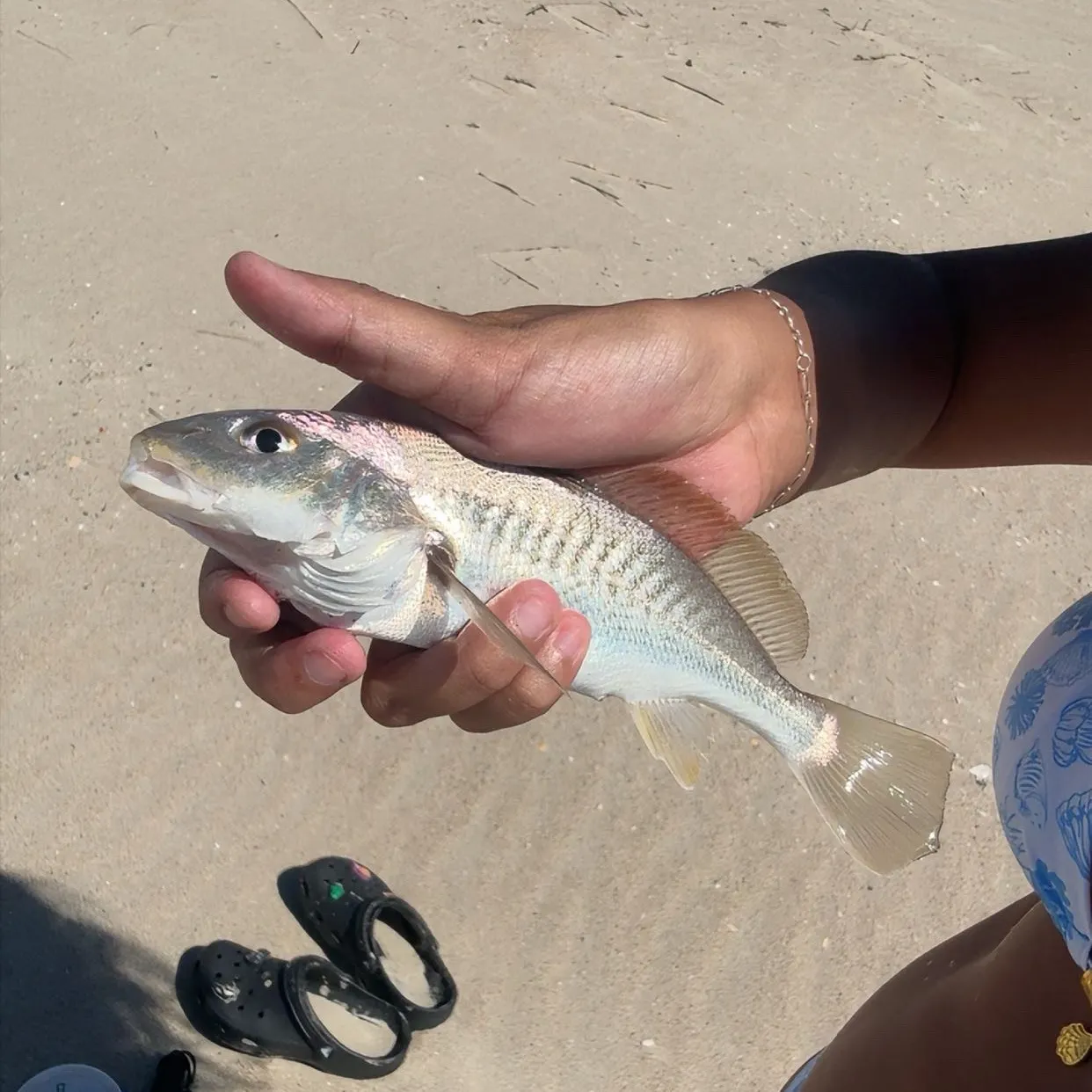 Atlantic croaker caught on Fishbrain