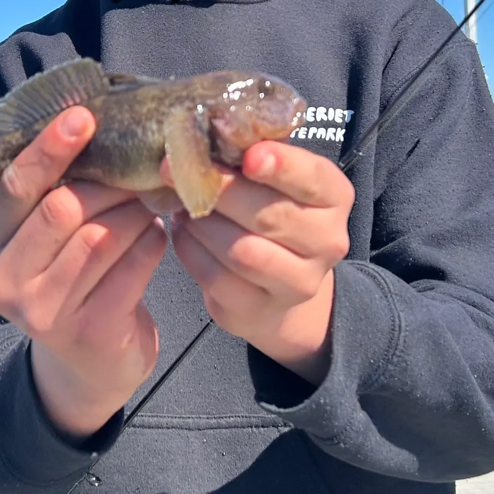The most recent Round goby catches on Fishbrain