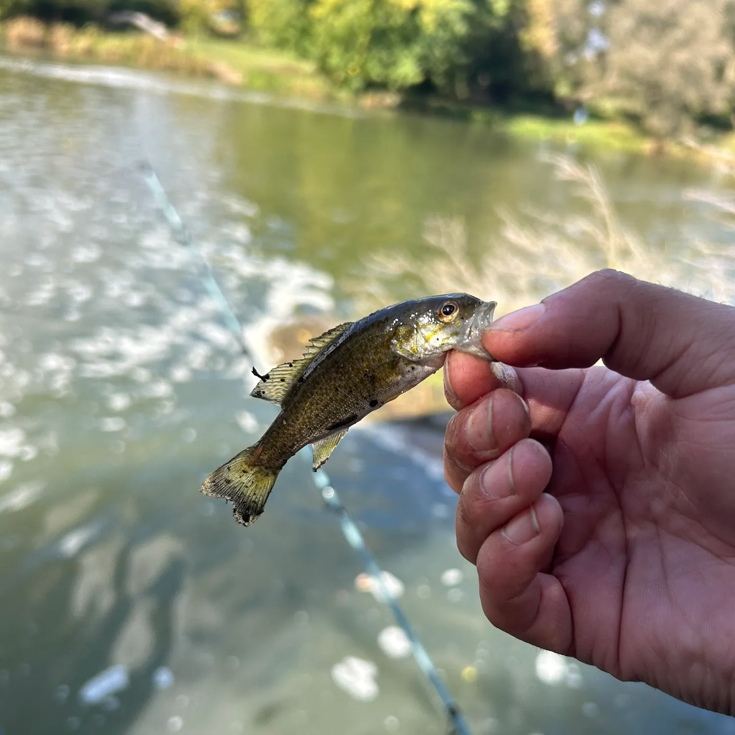 Smallmouth bass caught on Fishbrain