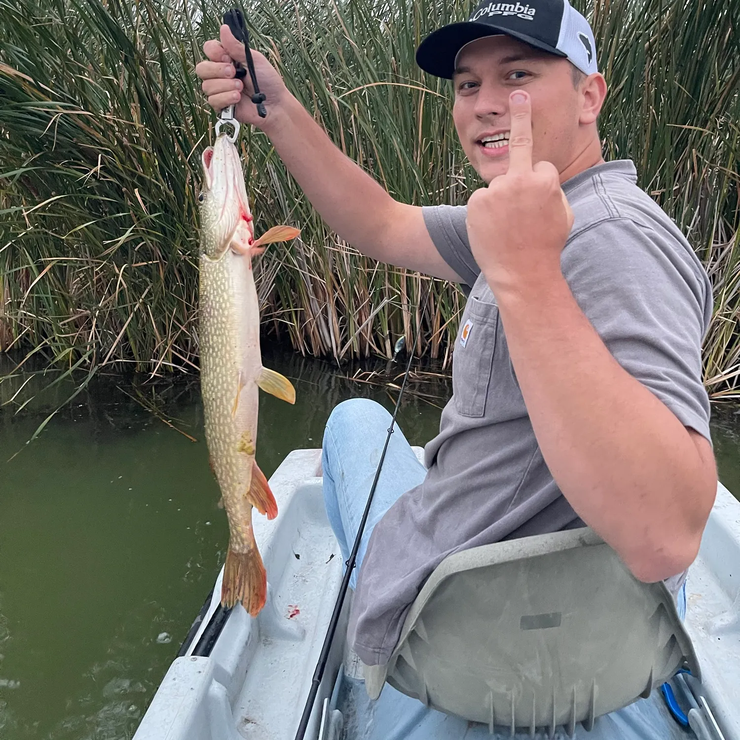 Northern pike caught on Fishbrain