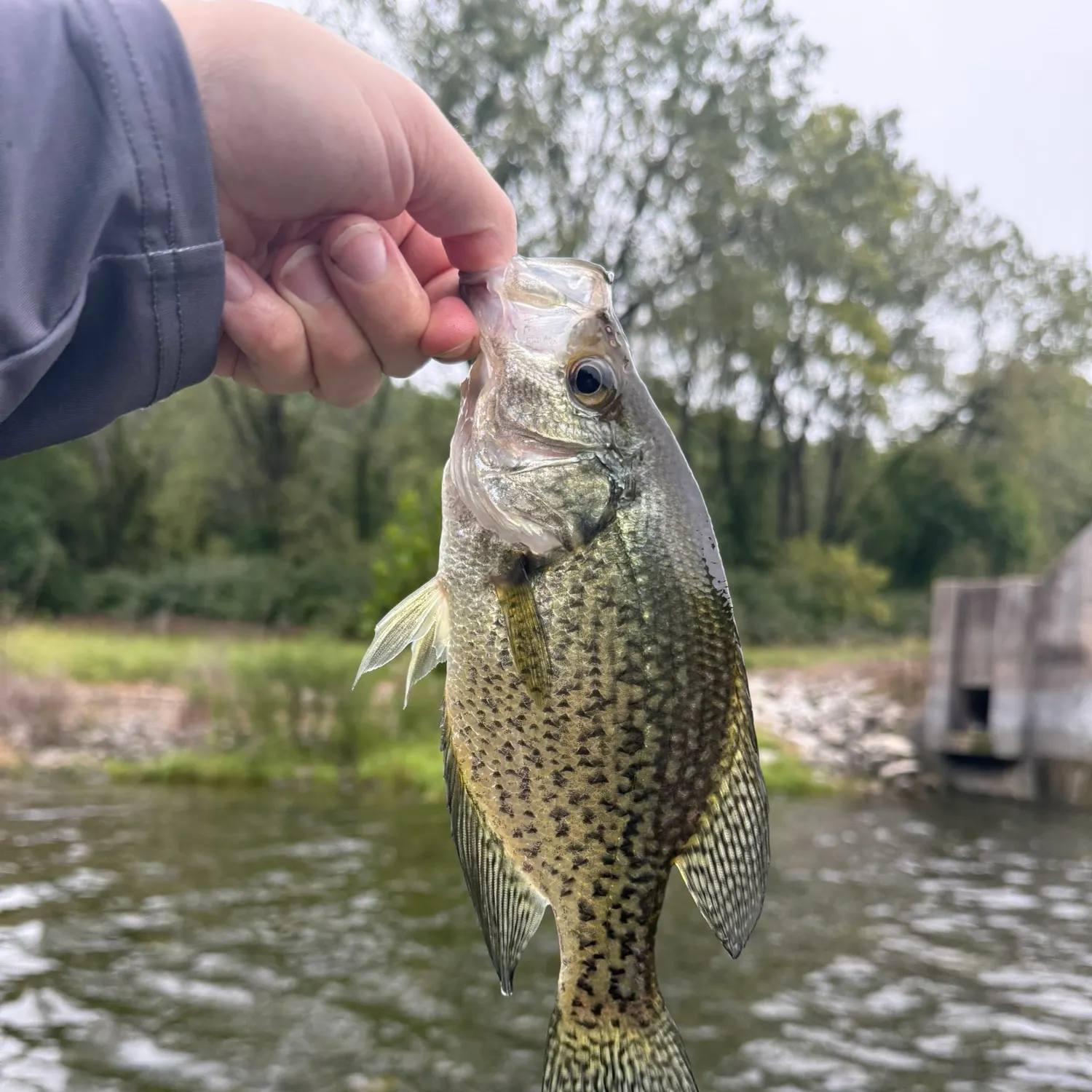 Black crappie caught on Fishbrain