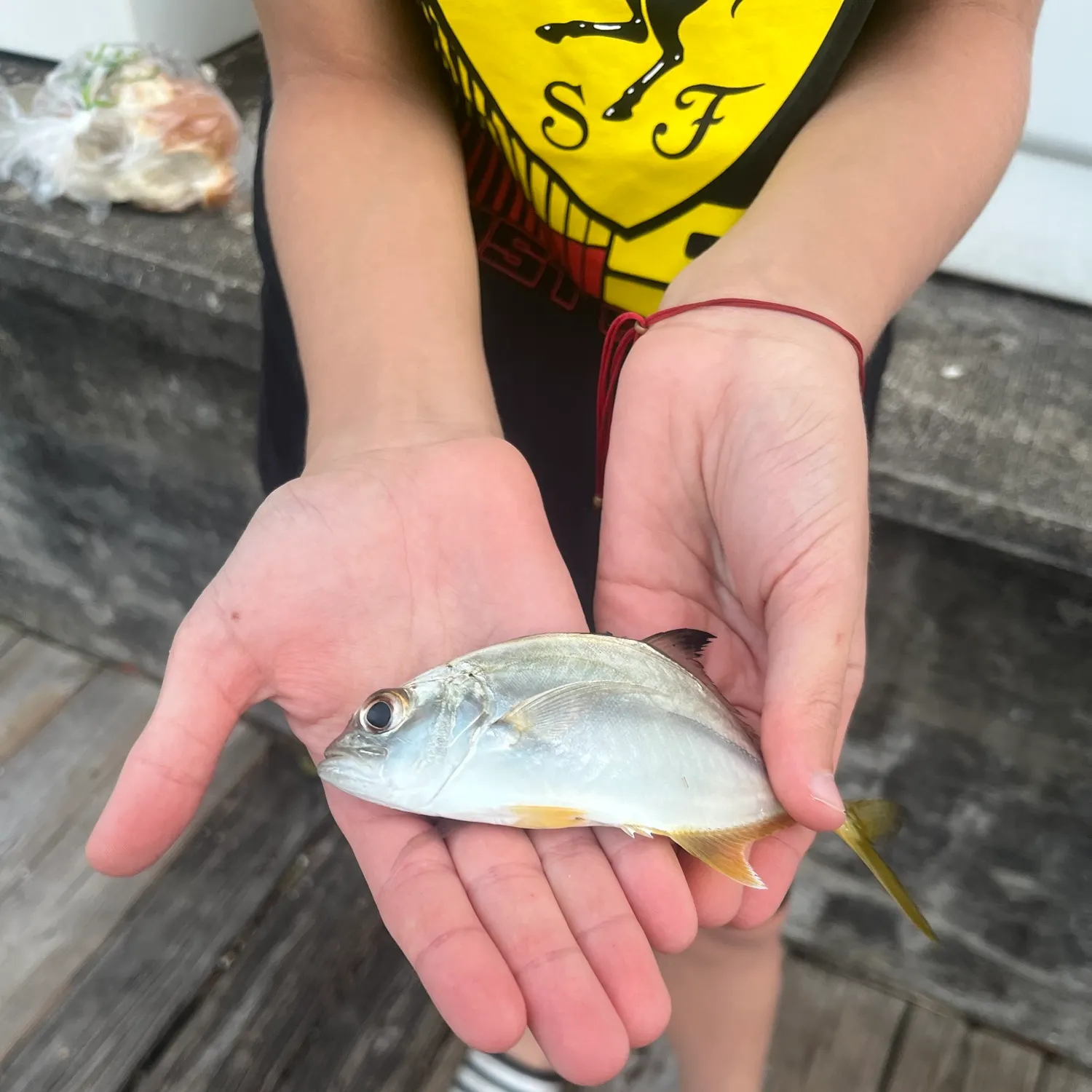 The most recent Pacific crevalle jack catches on Fishbrain